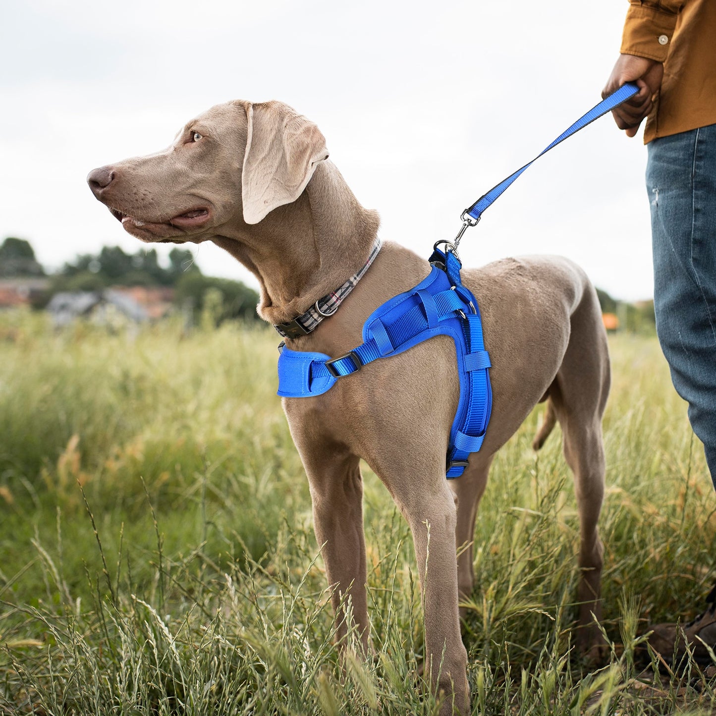 MASBRILL No Pull Dog Walking Harness    Medium Large