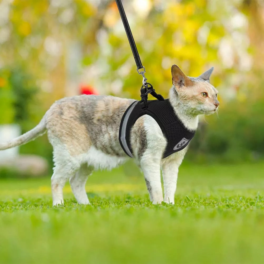 Breathable Cat Harness And Leash  Adjustable